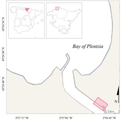 Metabolic scaling variation as a constitutive adaptation to tide level in Mytilus galloprovincialis